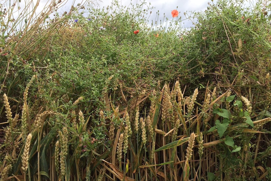 Weeds growing over a wheat crop in Germany