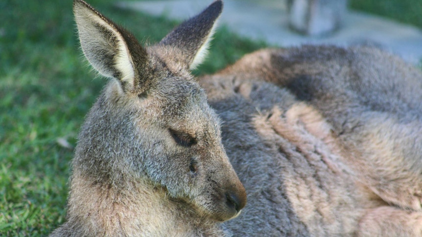 A joey kangaroo recovers after being shot in the head with an arrow at a Batemans Bay holiday park.