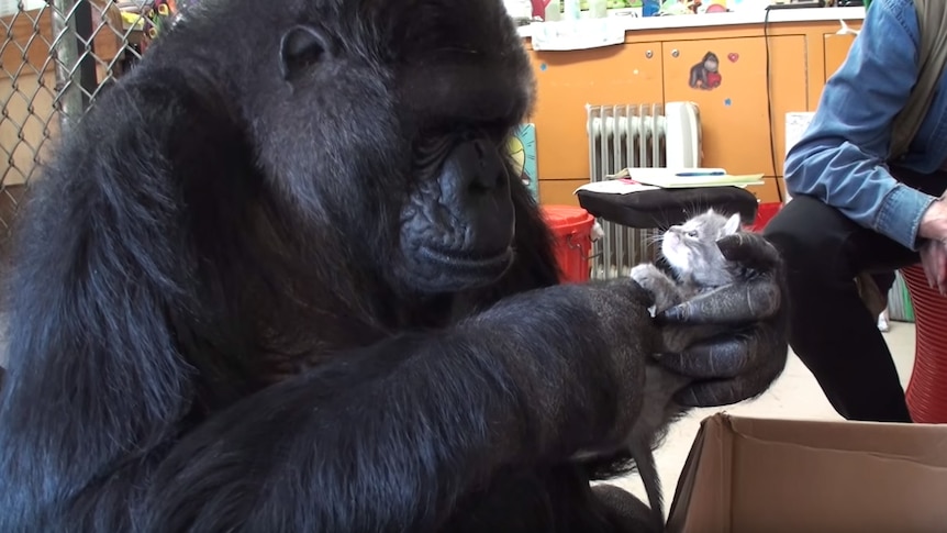 Koko the gorilla picks a kitten to adopt