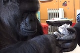 Koko the gorilla picks a kitten to adopt