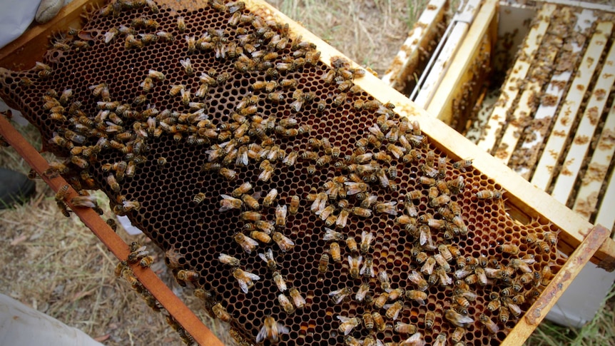 Honey bees provide a source of income and job training for job seekers in Albany, WA