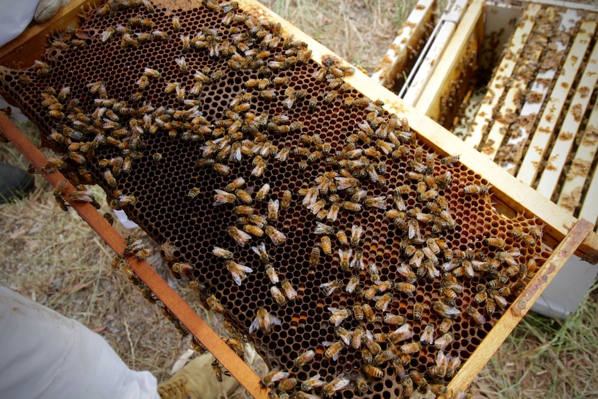 Job seekers check the welfare of bee hives