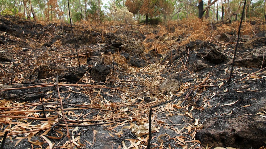 The fire at Budj Bim has revealed previously undiscovered fish traps, you can see the sides of the fish trap channel here.