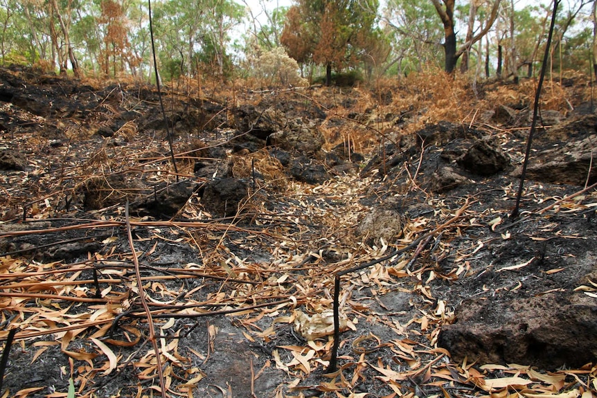 The fire at Budj Bim has revealed previously undiscovered fish traps, you can see the sides of the fish trap channel here.