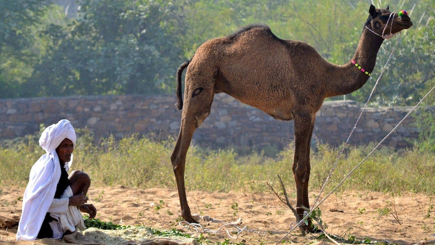 A man sits behind his camel at the annual Pushkar ka Mela