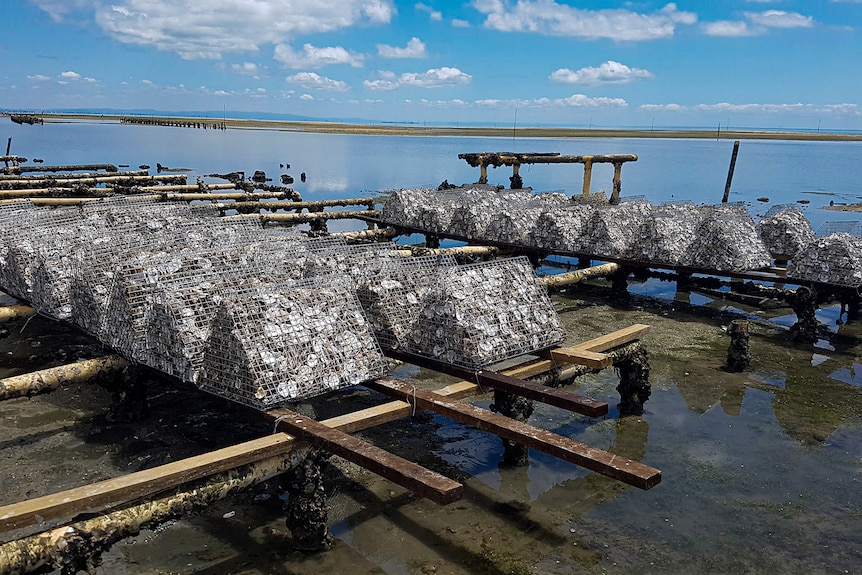 Photo of oyster shells in a cage