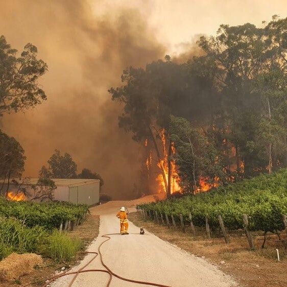 A CFS firefighter stands next to a koala.