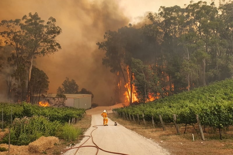 A CFS firefighter stands next to a koala in a vineyard.
