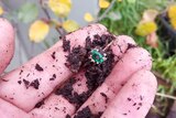 A hand is covered in dirt and holding and emerald and diamond gold ring. In the background is the garden bed. 