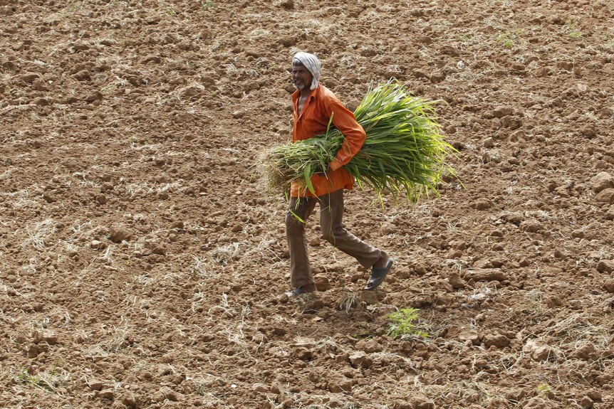 A farm worker carrying fodder walks in a dried paddy field on the outskirts of Ahmedabad, India