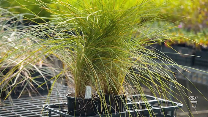 Long strappy grasses growing in pots