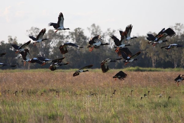 A dozen birds fly through the marshes, while the heads of other birds peep through reeds below