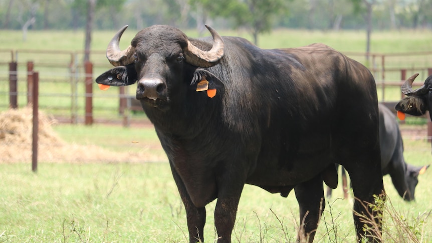 Riverine buffalo bull in the Northern Territory.