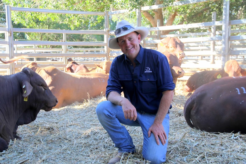 Dean Allen from Western Red Droughtmasters near Longreach with sale bulls at the yards.