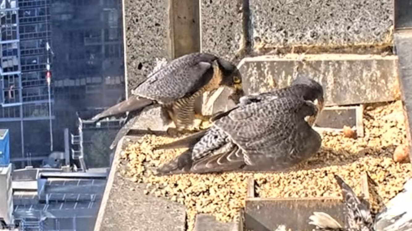 A male and female Peregrine falcon sit on the side of a building in Collins Street.