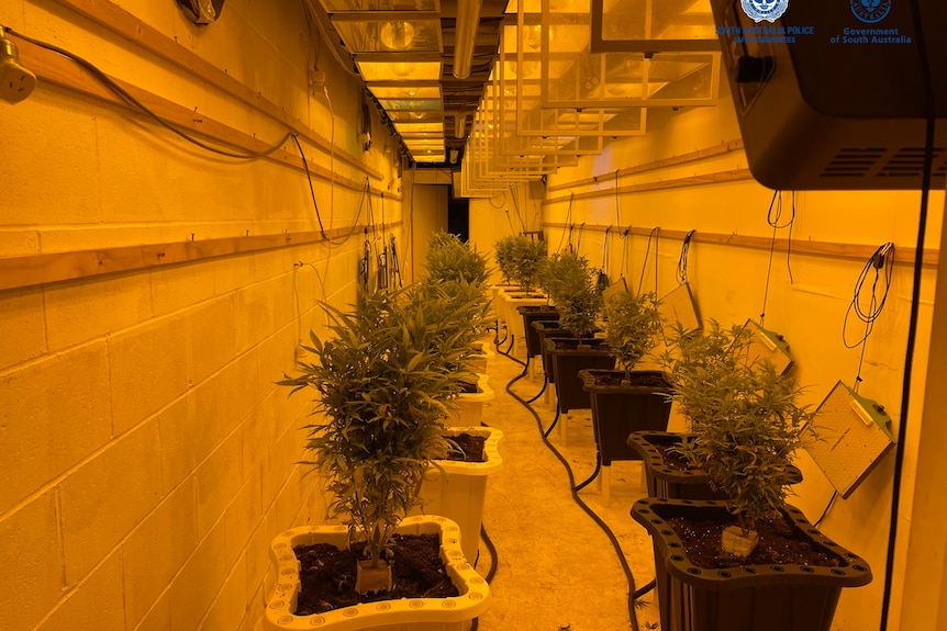 Cannabis plants in a dark room 