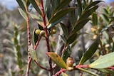 A eucalyptus flowering close up.