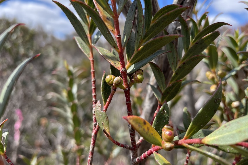 A eucalyptus flowering close up.