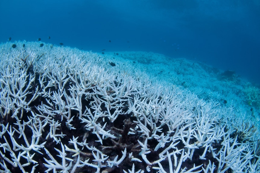 Bleached corals.