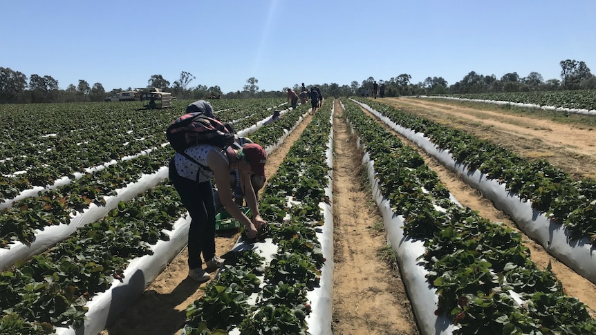 People picking fruit in a field of strawberries.