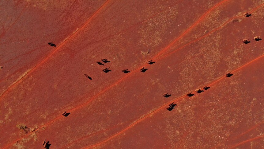 drone footage of cattle walking across red dirt.