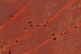 drone footage of cattle walking across red dirt.