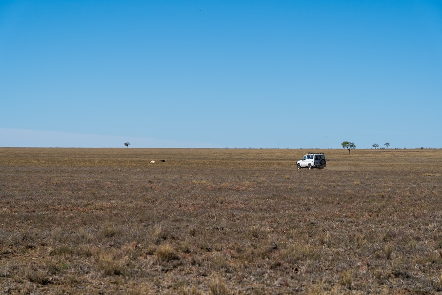 A car drives across a paddock. Two dead horses can be seen in the background.