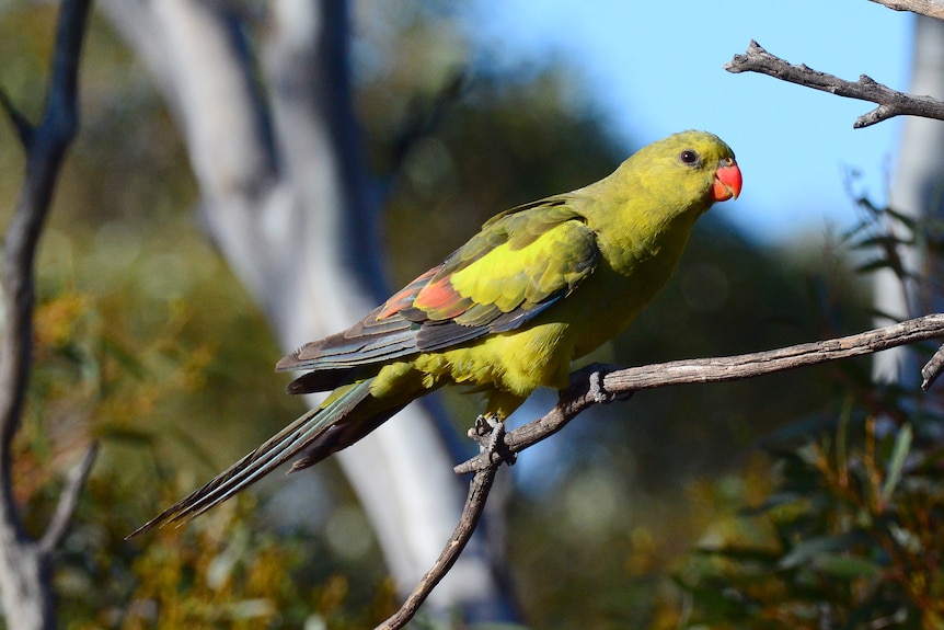 A yellow-green with a bright red beak parrot sitting on a brown thin twig