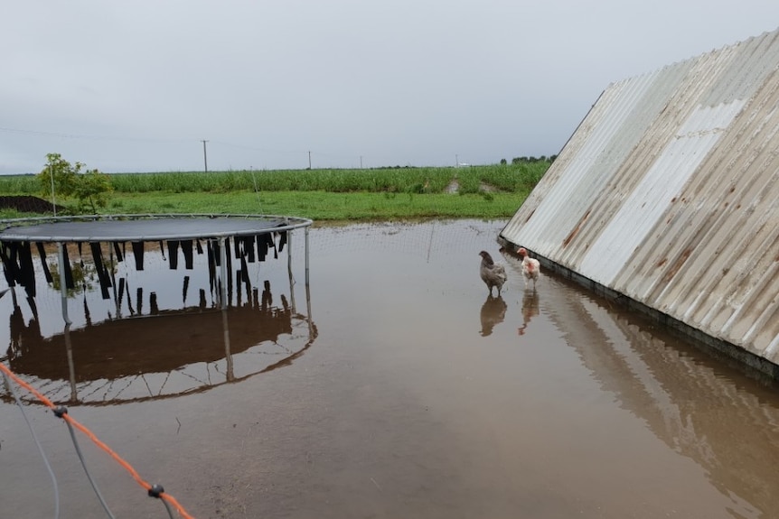 Two chickens standing in big puddle of water.