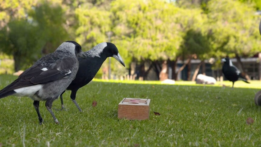 Two magpies looking at a wooden puzzle on a lawn.