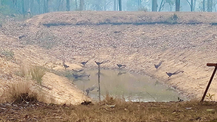 Eleven lyrebirds around a small farm dam with smoke in the air.