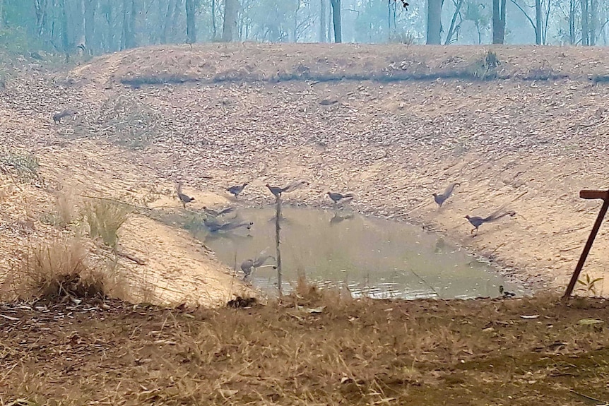 Eleven lyrebirds around a small farm dam with smoke in the air.