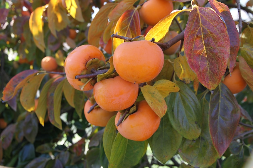 a close-up of a bunch of persimmons on the tree