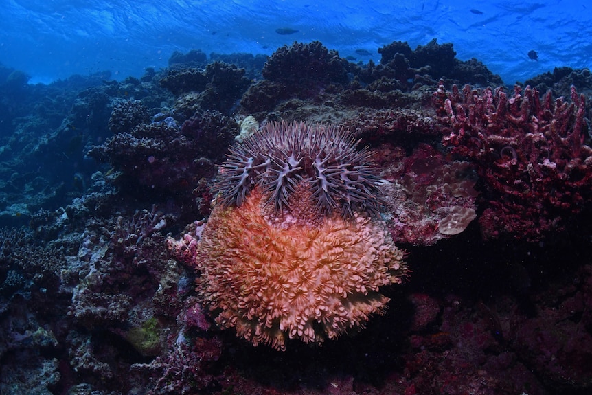 A crown of thorns starfish on coral