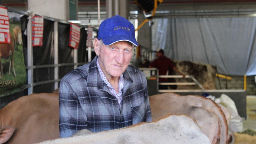 Pat McDonald with his dairy cows
