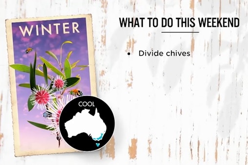 Illustration of What To Do book and words "divide chives", from next week's episode of Gardening Australia.