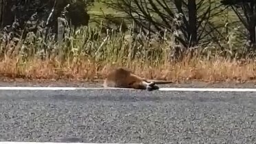 A wallaby dead on the side of a Tasmanian road.