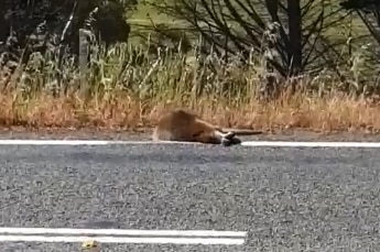 A wallaby dead on the side of a Tasmanian road.