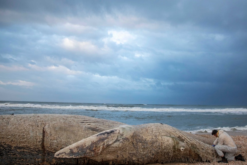 A man crouches over a giant whale carcass on a beach