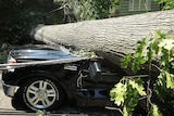 A large tree caves in the cab of a small truck after a powerful storm in the Washington, DC, region.