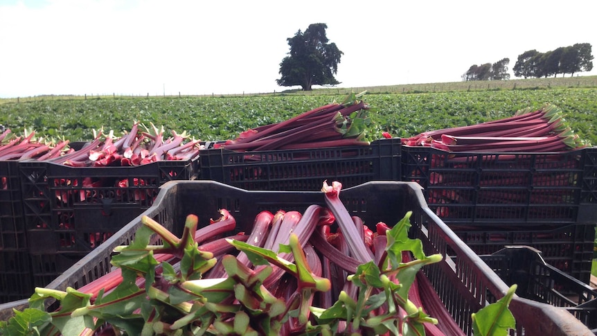 trays of rhubarb stems are stacked in trays on the back of a truck