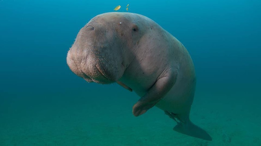 Study finds dugongs are functionally extinct in Chinese waters. So how is the population in Australia? – ABC News