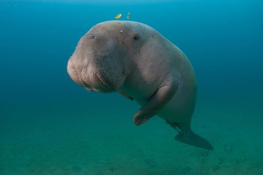 Researchers have found that here are more than 12,000 dugongs in the Kimberley.