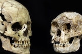 Modern human and 'hobbit' skull