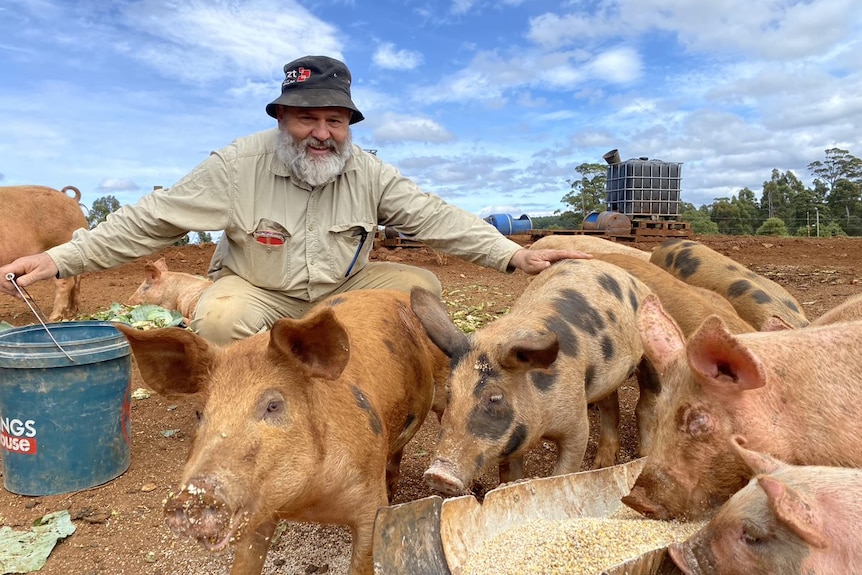 Pigs feast on grain in troughs on the muddy ground whilst a smiling, bearded man squats behind them.