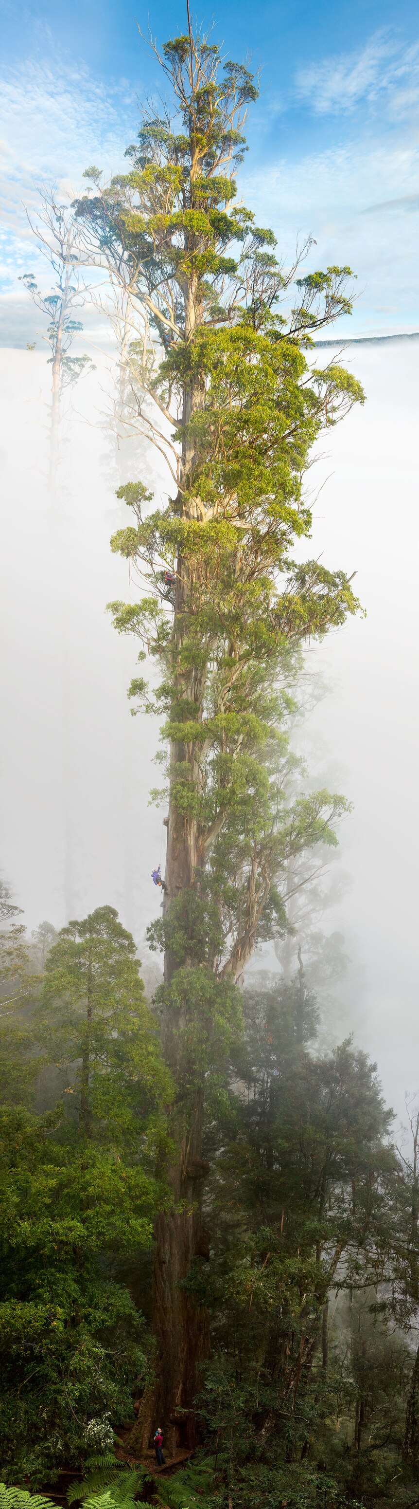 A full length portrait of the tree Gandalf's Staff, coming out of the clouds