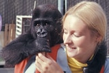 A still from Koko: A Talking Gorilla with a blonde woman touching the hand of gorilla