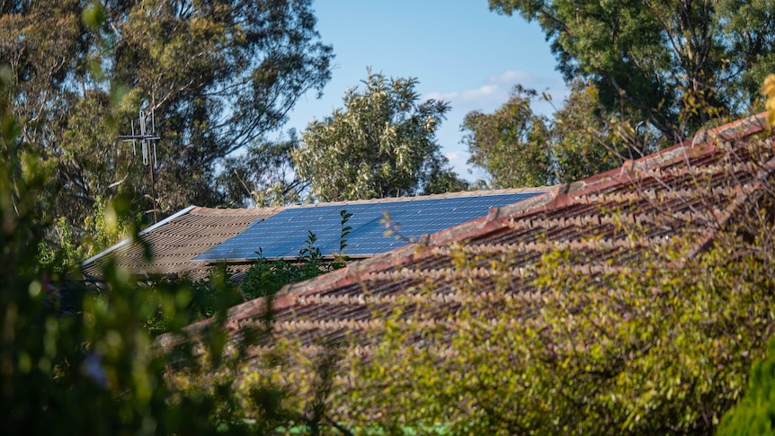 Solar cells on a rooftop surrounded by trees  in Canberra.