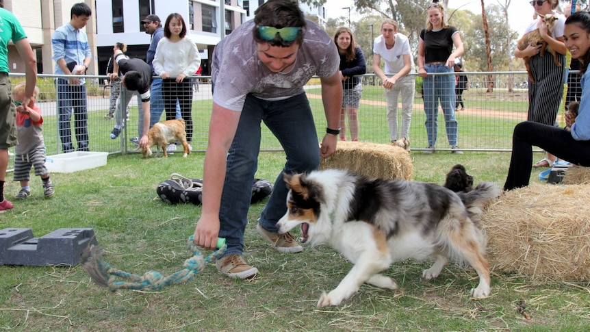Student plays a game with a sheep dog inside a petting zoo.