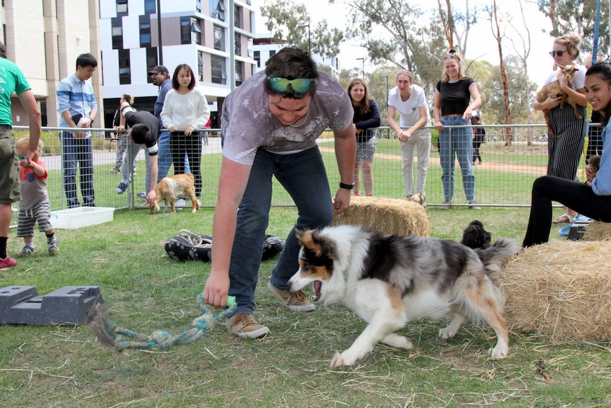 Student plays a game with a sheep dog inside a petting zoo.